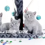 Чистокровные голубые британские котята