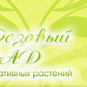Продажа саженцев роз оптом розница с доставкой в Волгоград и России