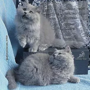 Длинношерстные британские котята голубые