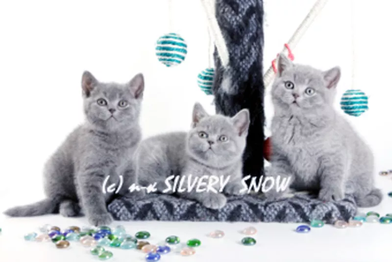Чистокровные голубые британские котята