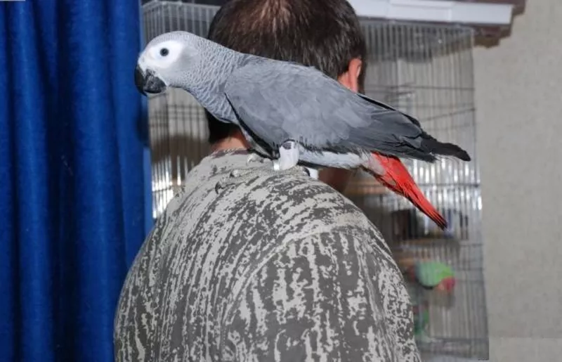 Африканский серый попугай для принятия