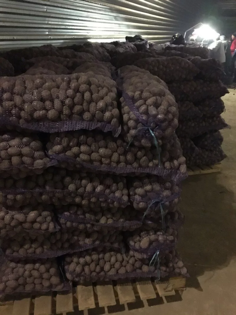 картофель семенной оптом от 20 тонн
