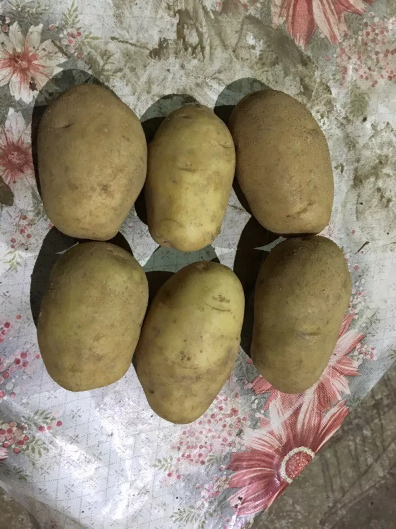 картофель семенной оптом от 20 тонн 2